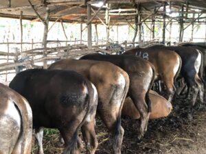 YMTM Pasarkan 21 Ekor Sapi, Petani Apresiasi Proses Penimbangan yang Transparan whatsapp image 2026 06 27 at 10.11.19