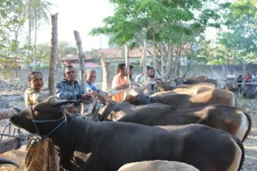 Sapi potong Bali hasil ternak YMTM