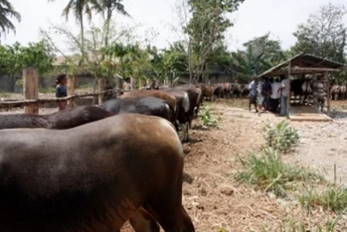 Pemeliharaan sapi potong dalam kandang lorong YMTM