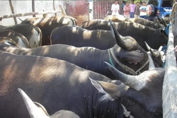 Sapi potong siap jual hasil ternak YMTM